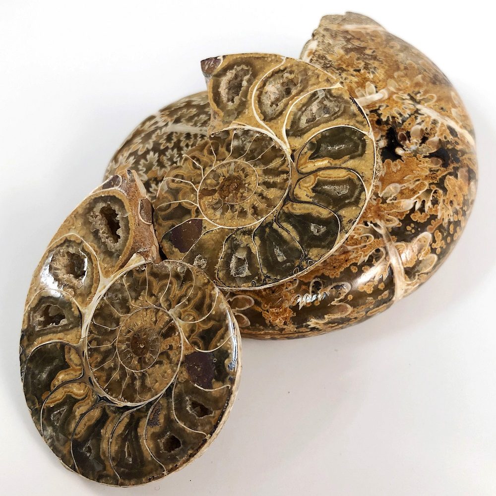 White Cut Pair Ammonite (Phylloceras sp.) - срезы аммонита Phylloceras sp.
