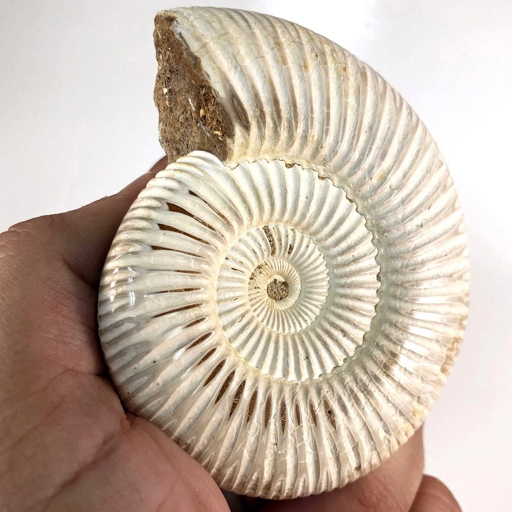 White Polished Ammonite (Perisphinctes sp.) - белый полированный аммонит Perisphinctes sp.