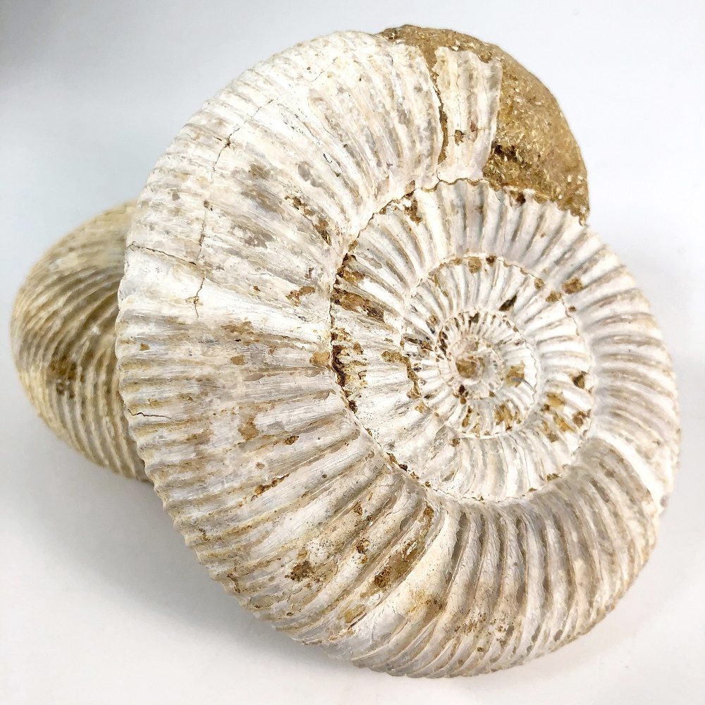 White Rough Ammonite (Perisphinctes sp.) - белый не обработанный аммонит Perisphinctes sp.