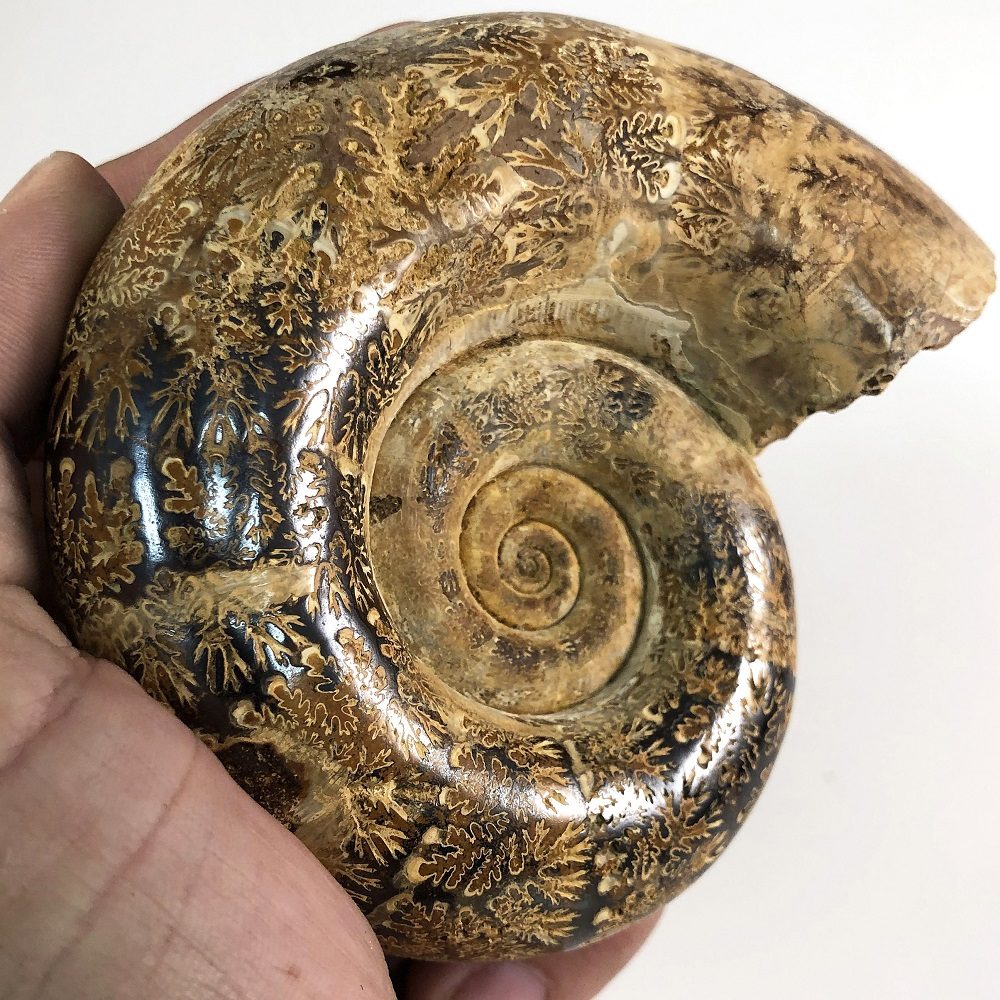 Tulear Sutured Ammonite (Hemilytoceras sp.) - шовный аммонит из Тулеара Hemilytoceras sp.