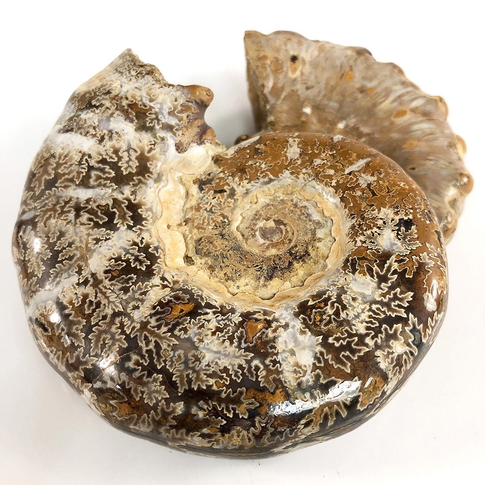 Tulear Sutured Ammonite (Euaspidoceras sp.) - шовный аммонит из Тулеара Euaspidoceras sp.