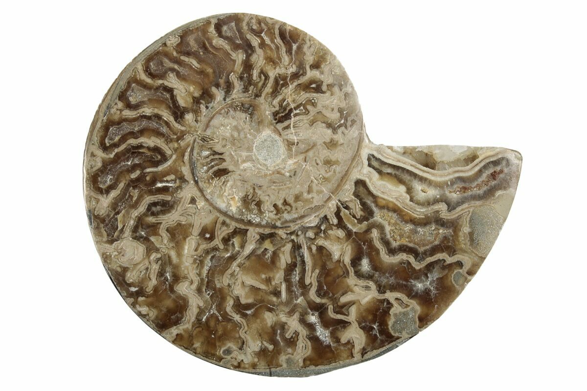Аммониты Margarite Daisy ammonite, Choffaticeras