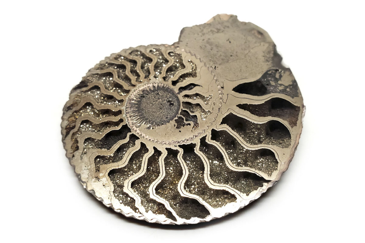 Pirit Ammonite
